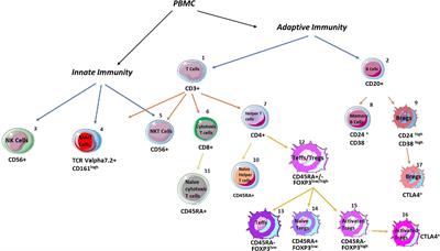 Standard immunosuppressive treatment reduces regulatory B cells in children with autoimmune liver disease